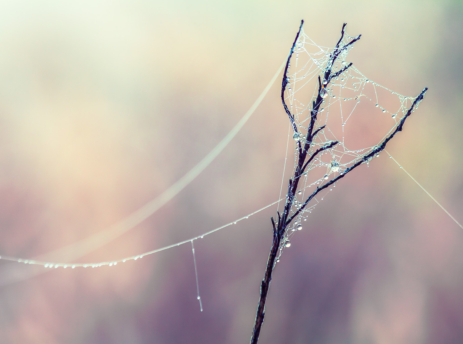 Vászonkép rendelés